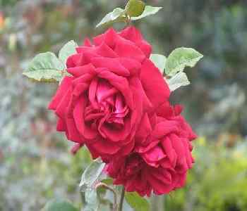 Mysore-to-ooty-Six-Day-Trip